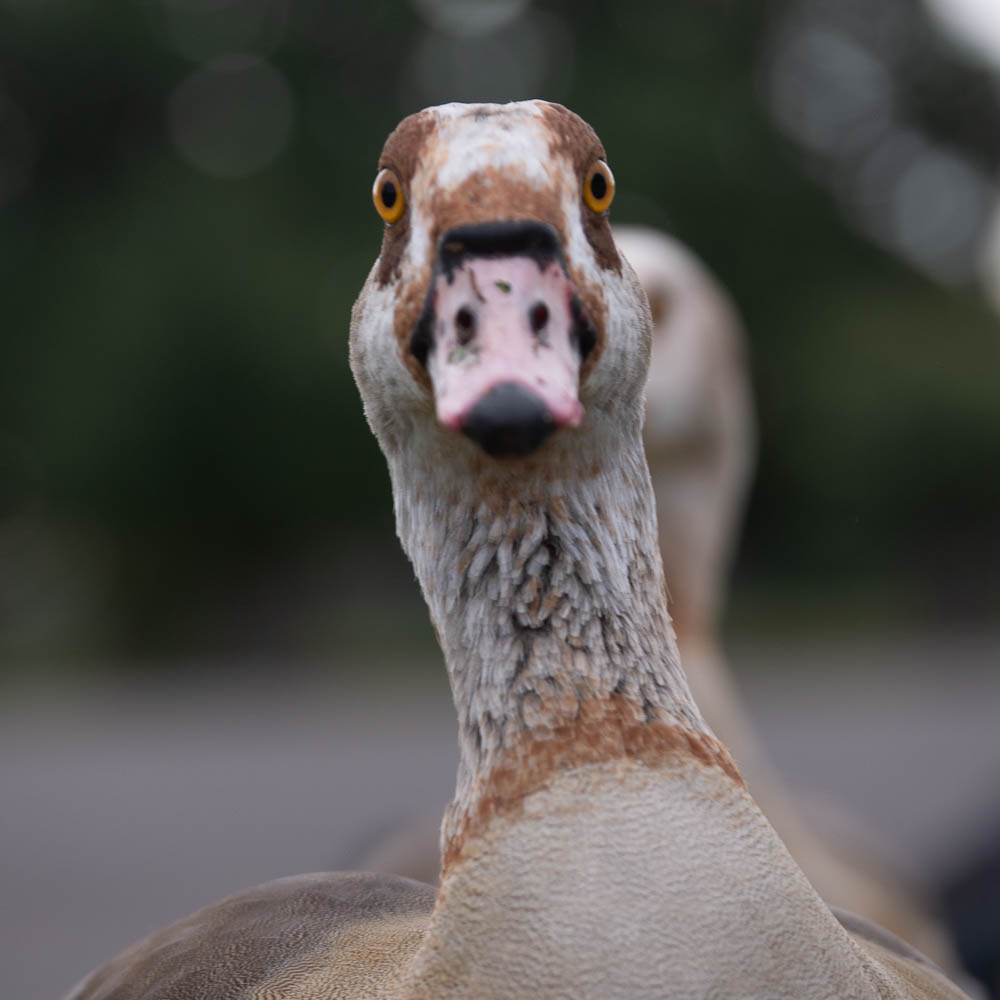 goose 1