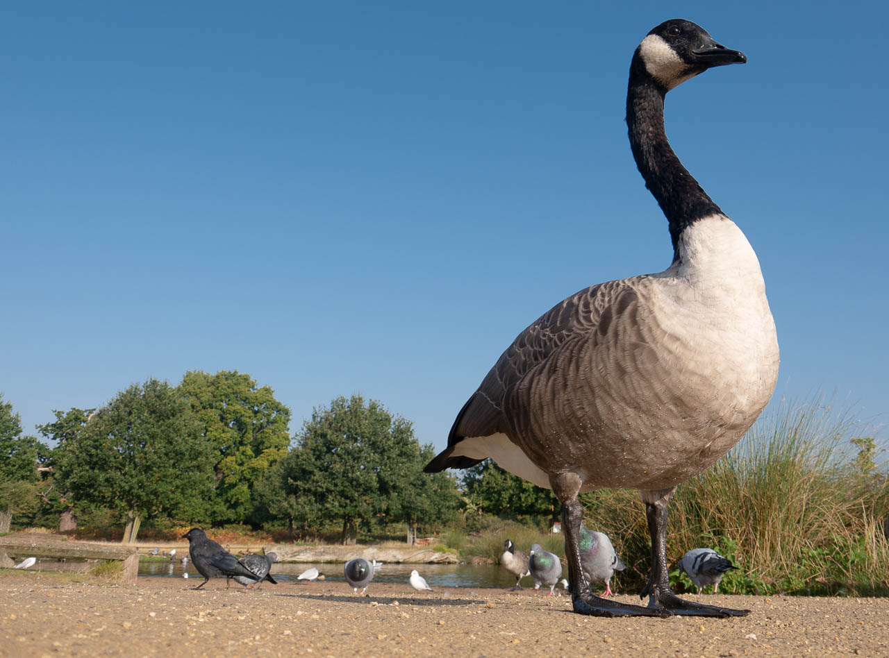 goose 2