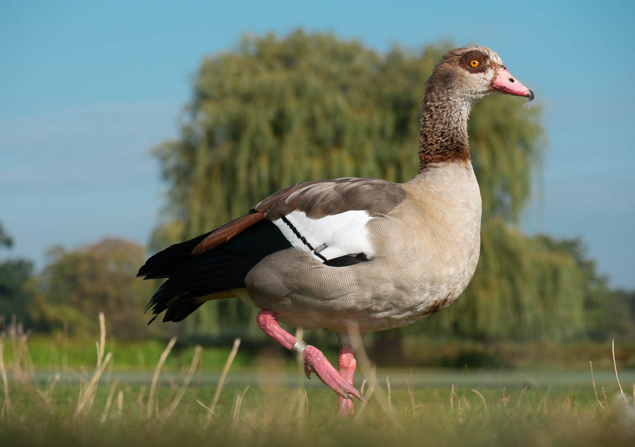 goose 3